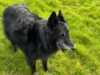 Paragon’s BTL covered bond innovation shows there’s life in the old dog yet