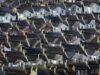 Dozens of Bassetlaw council homes sold off under Right to Buy rules