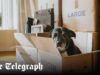 How to protect your rental property from pets